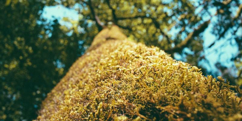 筑牢安全防线：重庆长江印钞如何以供应链韧性保障防伪标签与安全印刷的战略安全