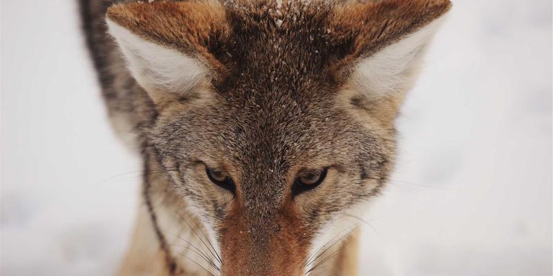 重庆长江印钞厂：特种印刷与安全印刷如何驱动区域高端制造业与产业链升级